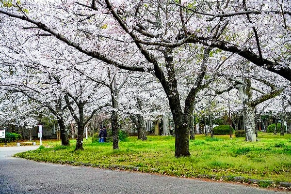 豊橋の桜　コスイベ