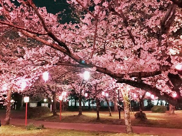 豊橋公会堂の夜桜